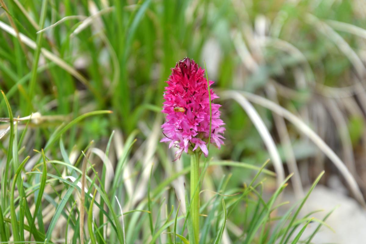 Rosengarten 01.07.2020